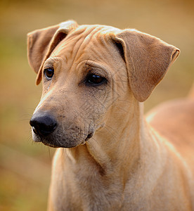 狗 泰国山脊犬棕色绿色食肉动物伴侣哺乳动物犬类朋友宠物图片