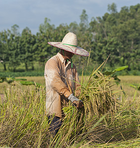 农民在田野 是收割时间乡村农村食物黄色女士生长商业绿色帽子天空图片