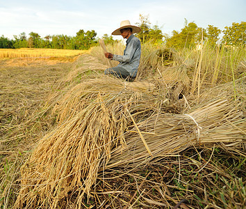 泰国在稻田收获大米的农户谷物环境粮食植物植物群农业种子农民农村生产图片