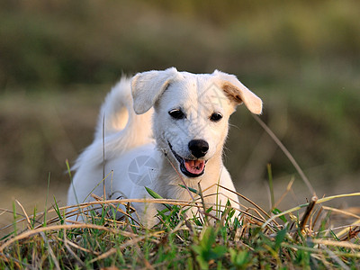 绿草草地的小狗狗白色院子猎犬宠物爪子朋友动物小狗婴儿毛皮图片