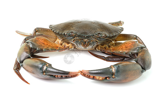 白背景孤立的海蟹蓝色螃蟹游泳者甲壳白色食物脊椎动物动物海洋图片