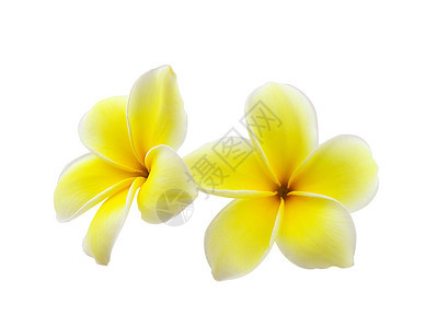 在白色背景上孤立的花朵 Frangipani亚热带异国热带温泉香味茉莉花邀请函情调黄色图片