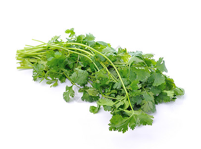 白色背景的 coriander草本植物芫荽香菜芳香调味品香料沙拉草本植物绿色图片