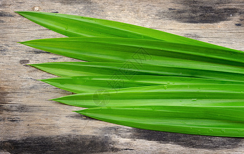 班车水平大乱斗棕榈水处理食物树叶香味草本植物绿色叶子背景图片