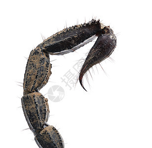 近距离的蝎子尾巴 在白色背景上被隔离图片