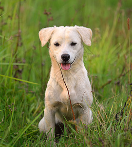 绿草草地的小狗狗爪子小狗院子白色哺乳动物猎犬宠物朋友头发婴儿图片