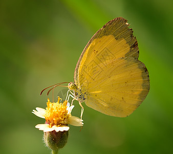 花园花朵上的黄蝴蝶动物黄色绿色荒野生活宏观蓝色白色昆虫植物图片