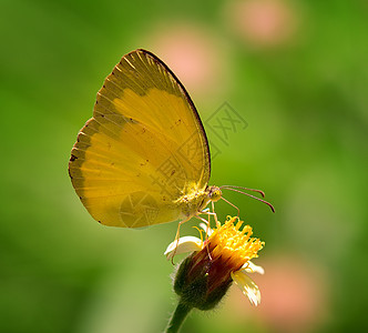 黄黄蝴蝶在花朵上植物蓝色昆虫荒野动物绿色生活黄色宏观白色图片