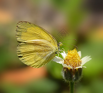 花园花朵上的黄蝴蝶白色昆虫蓝色生活动物植物黄色荒野宏观绿色图片