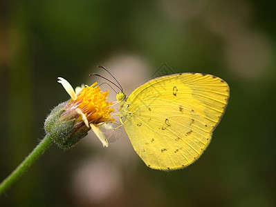 花园花朵上蝴蝶荒野宏观生活蓝色昆虫绿色黄色动物植物白色图片