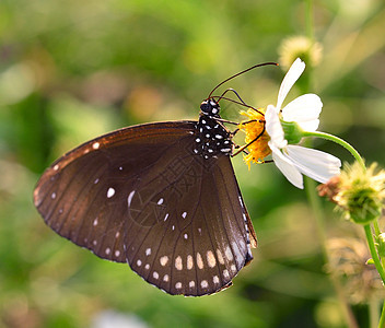花园花朵上蝴蝶蓝色荒野生活黄色植物白色动物宏观绿色昆虫图片
