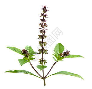 Thai Basil 孤立在白色背景上叶子蔬菜香料食物草本植物树叶花园草本植物绿色图片