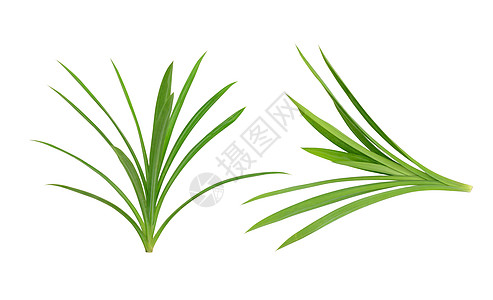 露兜树棕榈 芬芳的香兰烹饪叶子水平绿色治疗食物草本皮肤草本植物植物图片
