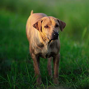 泰山犬准备进攻了图片