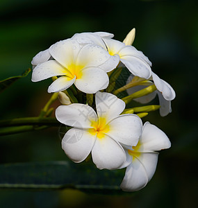 白freangipani花朵热带黄色植物植物群白色花瓣花园绿色季节温泉图片