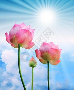 蓝色天空背景中的粉色莲花和太阳光花朵植物白色叶子池塘绿色花园百合太阳花瓣图片