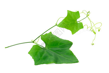 白色背景上的常春藤葫芦食物爬行者草本植物叶子蔬菜生产农业绿色植物营养图片
