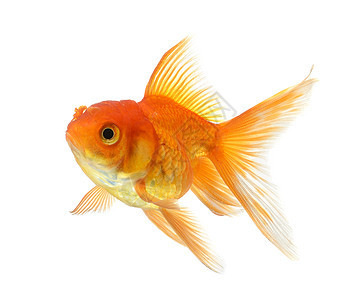白底白底孤立的金金鱼水族馆运动海洋金鱼橙子鱼缸热带宠物白色尾巴图片