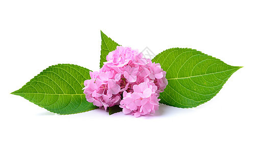 白色背景的圆花朵粉色植物花朵宏观花瓣季节紫色图片