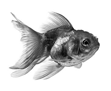 白背景上分离的黑金鱼宠物热带动物白色金鱼鲤鱼水族馆鱼缸运动尾巴图片