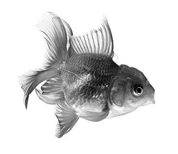 白底白底孤立的金金鱼动物海洋鱼缸鲤鱼水族馆宠物尾巴橙子白色金鱼图片