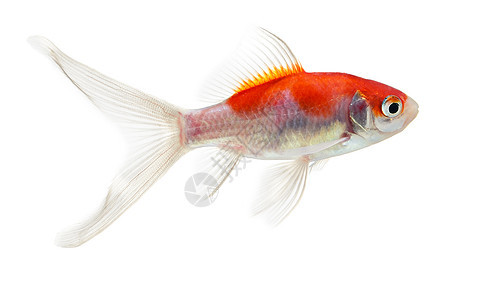 白底白底孤立的金金鱼白色海洋水族馆热带运动尾巴游泳宠物动物鱼缸图片