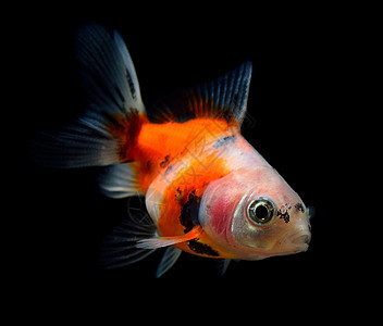 金金鱼在黑色上被孤立水族馆生活白色橙子鱼缸宠物运动鲤鱼海洋金鱼图片