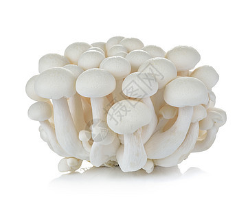 白蘑菇 Shimeji蘑菇 食用蘑菇分离器垂体植物山毛榉营养白色蔬菜食物团体美味菌类图片