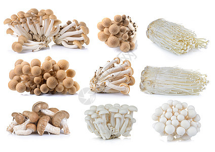白蜂蘑菇 芝麻蘑菇和乳酪蘑菇图片