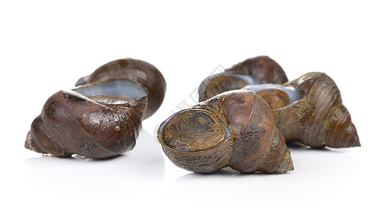 白色背景的河蜗牛生物市场野生动物食谱食物绿色动物生活背景图片