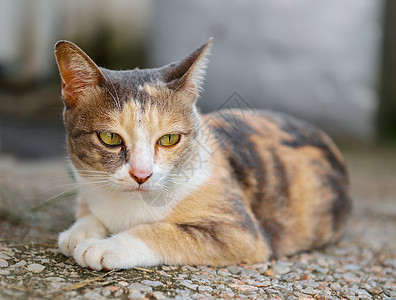 猫类动物眼睛头发猫咪宠物哺乳动物灰色图片