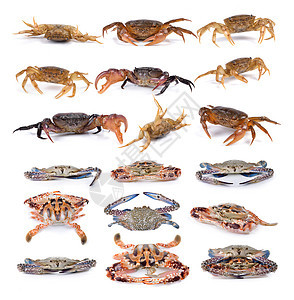 白色背景上的螃蟹绿色动物海鲜锯齿状食物甲壳黑色红树青蛙图片