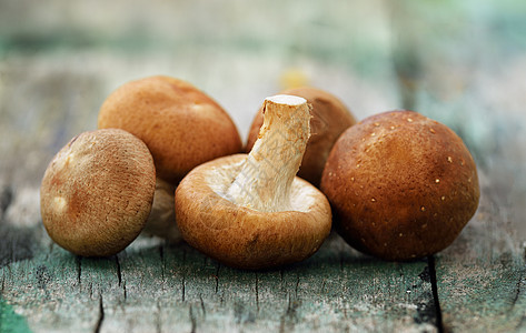 将蘑菇用在旧木头上棕色食物美食工作室菌类团体白色蔬菜牡蛎营养图片