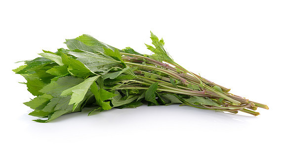 白背景的白杯边香料食物草本植物杂草草本绿色草药花园叶子植物图片