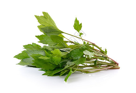 白背景的白杯边花园叶子草本植物白色草药食物草本香料杂草植物图片