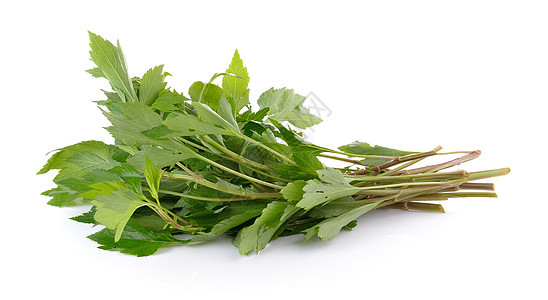 白背景的白杯边绿色植物草本香料花园药品草药食物杂草草本植物图片