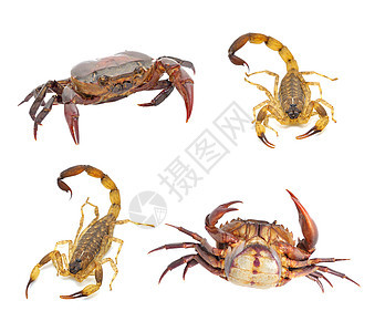 白幕下孤立的蝎子和螃蟹甲壳烹饪红色动物贝类小龙虾卡通片海滩海洋荒野图片