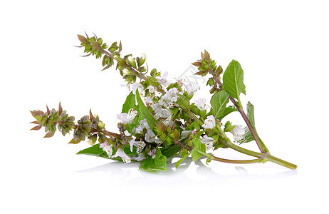 白背景的甜甜巴西花朵香气草本植物营养荒野植物绿色紫色叶子香料草本图片
