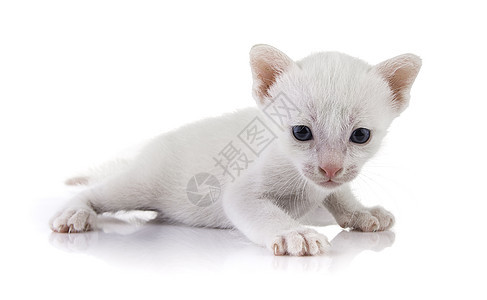 白种背景的小猫动物乐趣虎斑猫咪猫科动物宠物条纹毛皮橙子婴儿图片