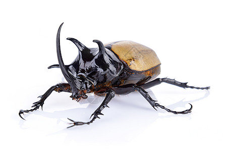 白色背景上的大角甲虫野生动物男性昆虫犀牛黑色怪物宏观动物荒野漏洞图片