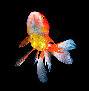 黑色金鱼动物白色尾巴宠物金子橙子红色热带运动游泳背景图片