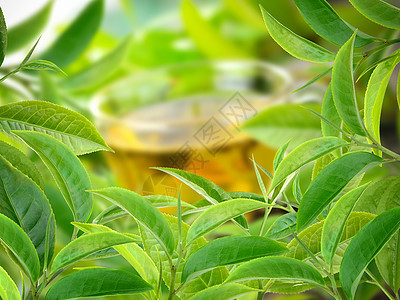 绿茶叶玻璃桌子白色叶子香气茶壶茶点饮料杯子茉莉花图片