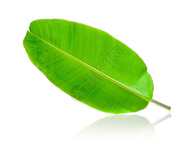 孤立在白色背景上的香蕉叶植物热带绿色树叶棕榈叶子图片