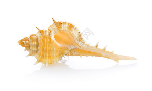 白色背景上孤立的海壳海滩海星生活野生动物热带贝壳动物海洋星星图片
