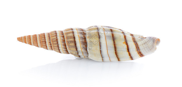 白色背景上孤立的海壳海洋海星海滩热带动物贝壳星星野生动物生活图片