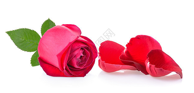 红玫瑰 白背景有叶子红色植物白色花瓣庆典礼物图片
