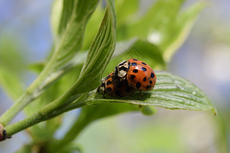 春天的女虫植物场地昆虫学树叶野生动物昆虫宏观叶子生物学区系背景图片