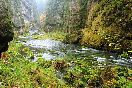 秋色河环境叶子季节场景树叶树木苔藓溪流下雨风景图片