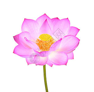 白色背景上分离的莲花荷花百合植物粉色热带花瓣花朵植物群图片