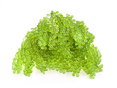 海葡萄绿鱼子酱 白底海藻藻类食物白色植物群饮食植物绿色蔬菜图片